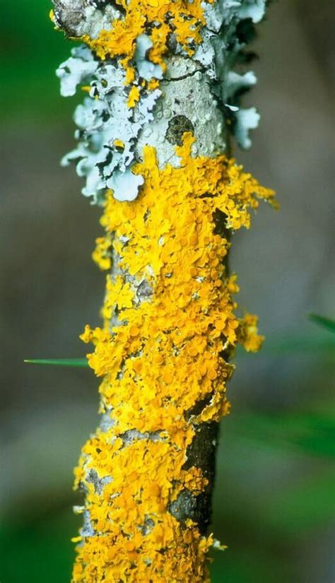 Get a photo of 5 plants of Thalophyta, Bryophyta and Pteridophyta each ...