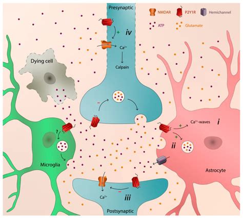 P2Y1 Receptor as a Catalyst of Brain Neurodegeneration