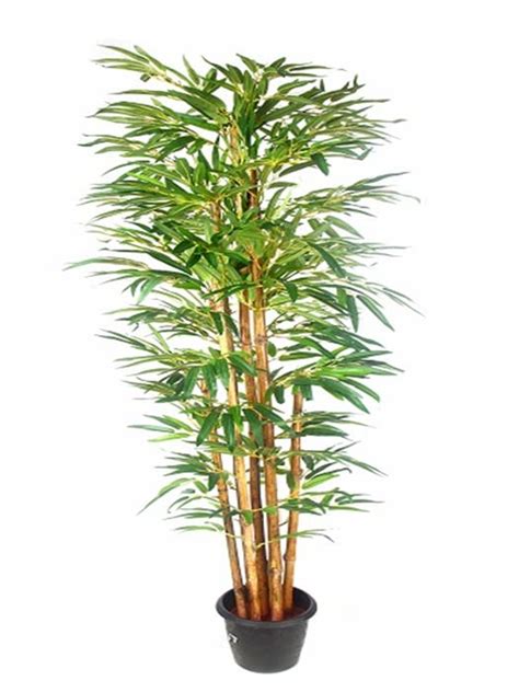 Cloud Farm Rare Live Golden Chinese Bamboo Plant, Decorate Both Indoor ...