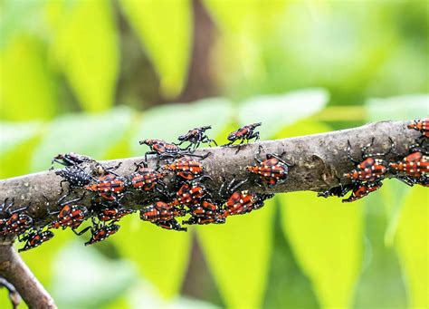 Lantern Fly Traps with Netting 的图像结果