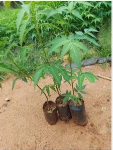 Green view Neem Plant Price in India - Buy Green view Neem Plant online ...