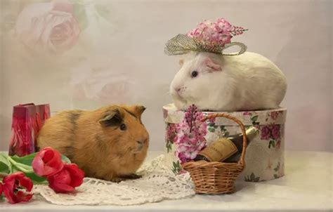 Wallpaper flowers, holiday, gift, tulips, a couple, basket, Guinea pigs ...