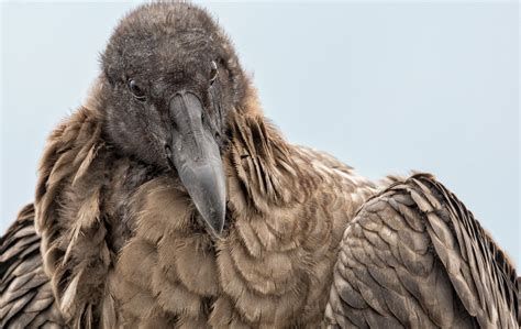 Download Beak Bird Animal Crow HD Wallpaper