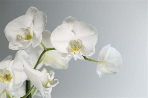 When Death Occurs | Bilbrey Funeral Home and Cremation Service