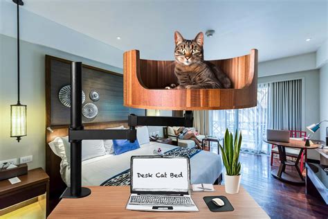Why Do Cats Get Zoomies: Understanding Feline Behavior – Desk Cat Nest