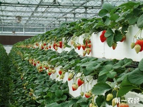 湖南冷水滩：推广草莓半基质栽培技术 实现草莓产业增效增收 - 地方动态 - 第一农经网