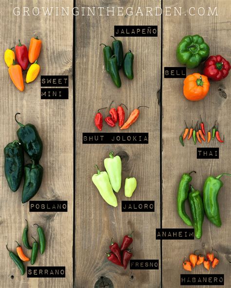 Bell Pepper Sweetness Chart - Infographic Chart Design