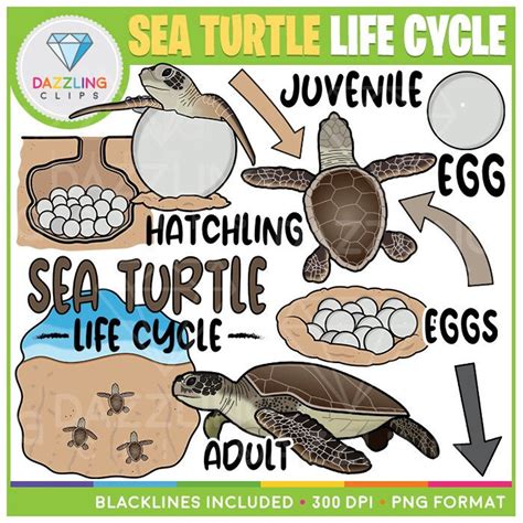 Sea Turtle Life Cycle Clip Art - Instant Download - Educational Clipart ...