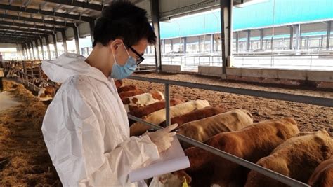 牧医系繁殖团队教师在怀柔进行肉牛技术推广与服务-动物科技学院