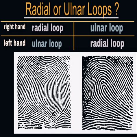 Ulnar Loop Fingerprint
