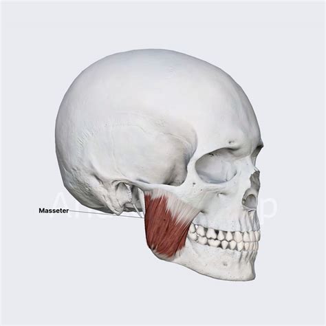 Image result for Masseter Muscle Trigger Point
