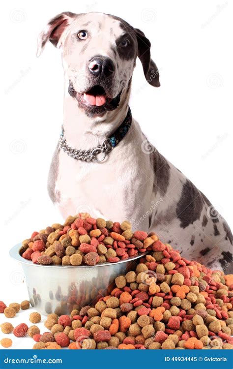 Great Dane and dog food stock image. Image of background - 49934445