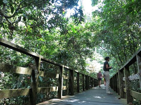 Colugos and Orang Utans in the Bornean Rainforest | Meer