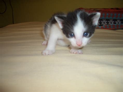 Tiere Kleinanzeigen Treuenbrietzen Anzeigenmarkt Treuenbrietzen