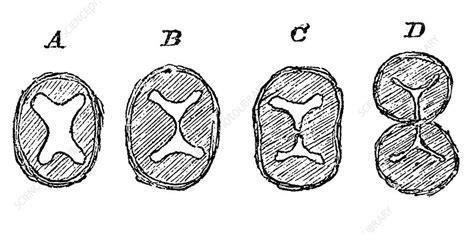 Image result for Heart Development Process