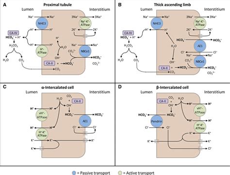 Renal tubular acidosis, types, causes, symptoms, diagnosis & treatment