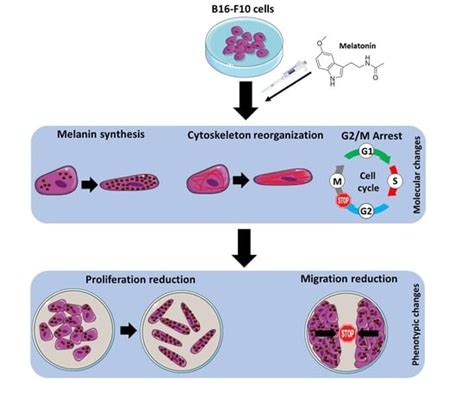 Melatonin-Induced Cytoskeleton Reorganization Leads to Inhibition of ...