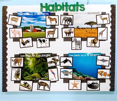 Animals And Their Habitats