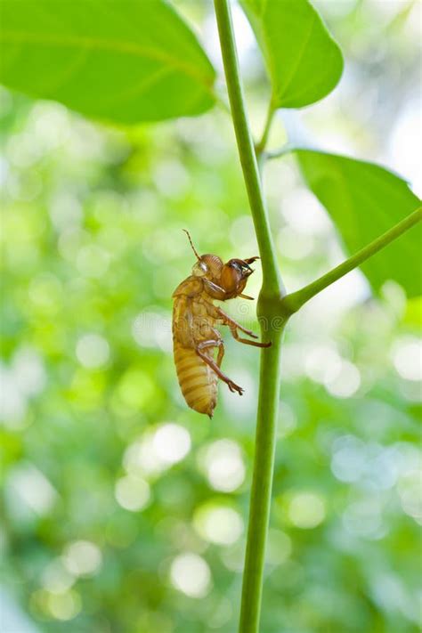 Image result for Empty Cicada Shell