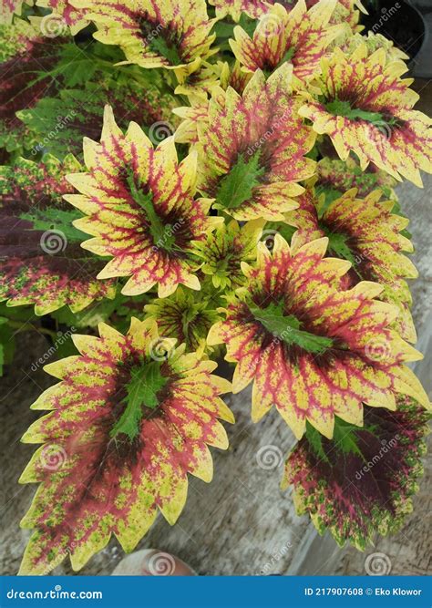 Coleus is a Genus of Perennial or Perennial Plants or Shrubs Stock ...