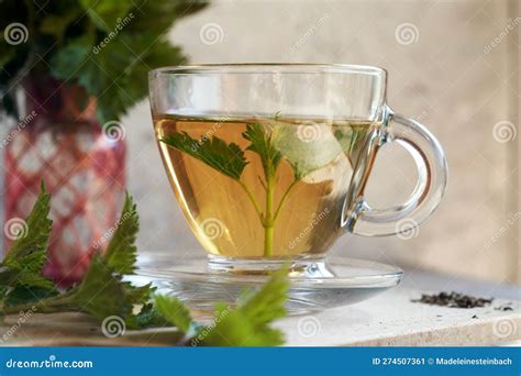 A Cup of Herbal Tea with Fresh Nettles Stock Image - Image of medicinal ...