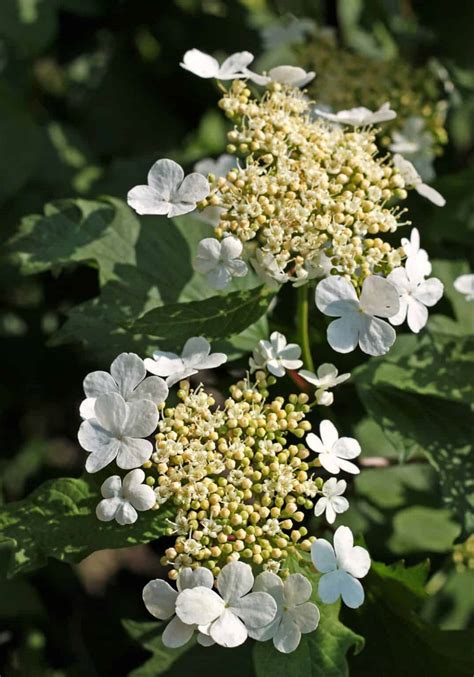 Climbing hydrangea in pots 🪴 🌿 Tips for lush, vertical blooms in containers