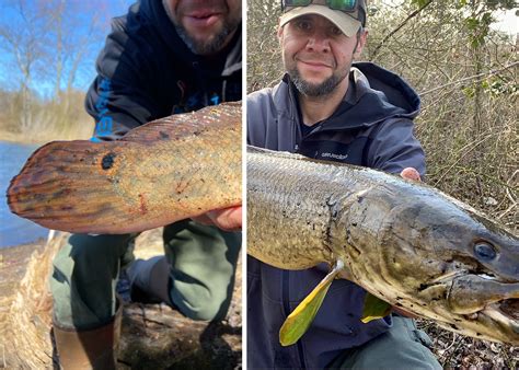 Bowfin vs Snakehead | Field & Stream