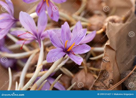 Flowering Saffron Crocus Sativus Bulbs with Deep Red Stigmas Stock ...