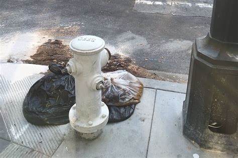 Largest Poop Record 的图像结果