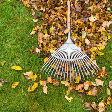 Monsoon-to-Autumn Transition Tips for Indian Gardens: A Lazy Gardener ...