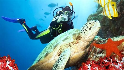 Scuba Diving In Qatar: A Soothing Underwater Experience In The Nation