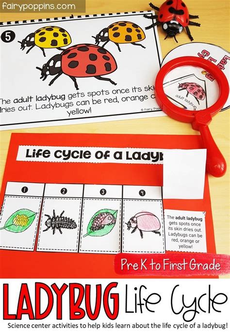Image result for Ladybug Science Activities