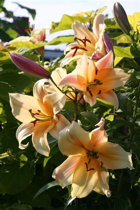 The Beauty and Benefits of Oriental Lily Plant - Lilly Geek