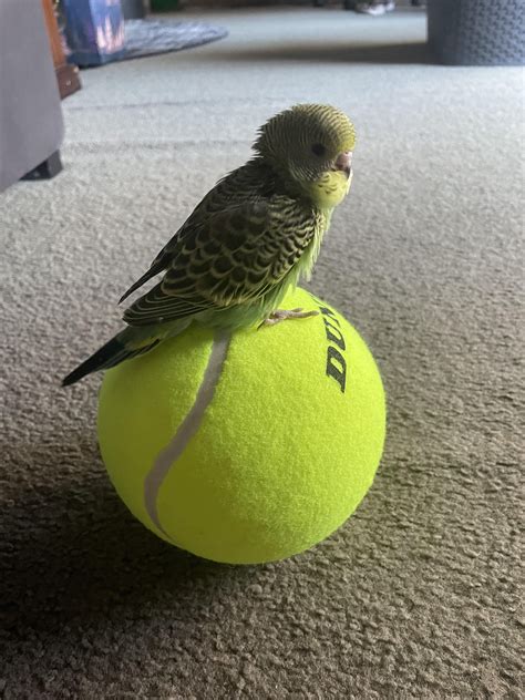 Bird on a ball : r/budgies