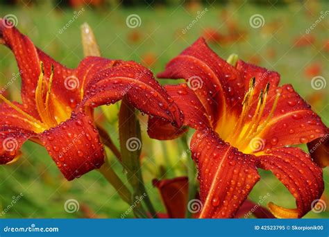 Red Day Lily Flowers in Botanical Garden - Daylili Stock Image - Image ...