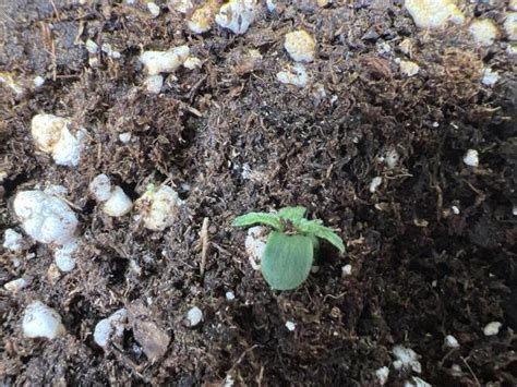 Image result for Alien vs Triangle Strain