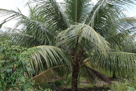 Coconut Hybridization Program 的图像结果