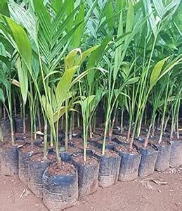 Creative Farmer Live Fruit Palm Areca Live Plant Arecanut Mohit Nagar ...