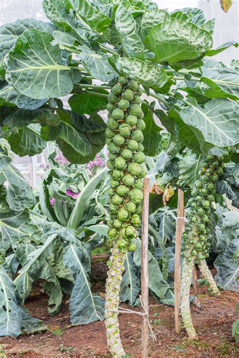 How to Start Brussels Sprouts from Seed