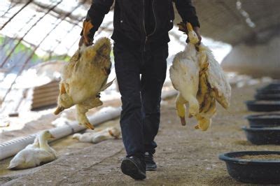 北京平谷:6养殖户两万鸭子一周暴毙 原因不明--北京频道--人民网
