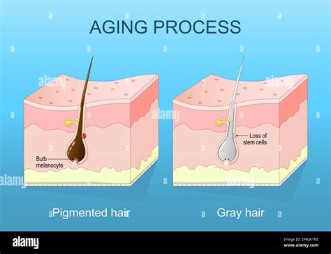Woman Aging Process 的图像结果