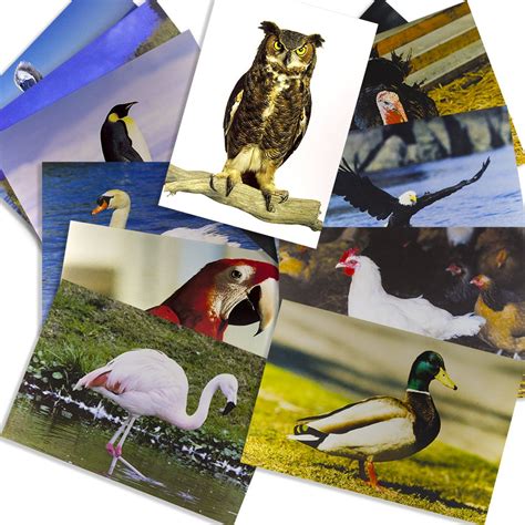 Lang-O-Learn Stages Learning Materials Birds Posters for India | Ubuy