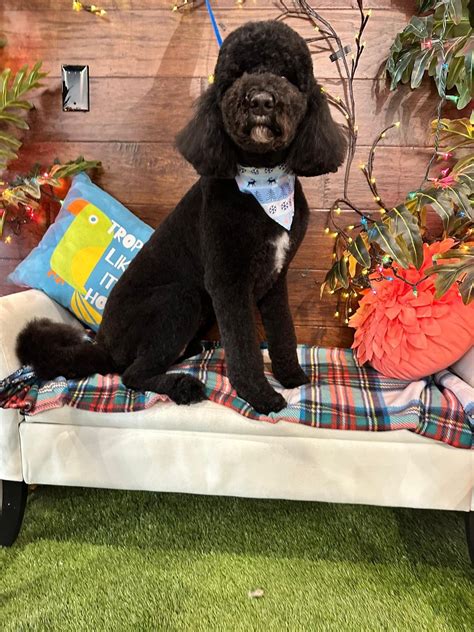 (@pawadiseparlor) • Instagram photos and videos