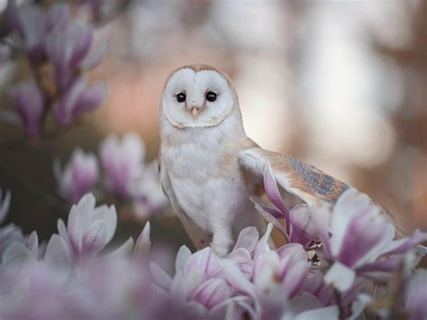 Owl Wallpapers (37 images) - WallpaperCat