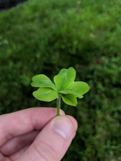 Six Leaf Clover