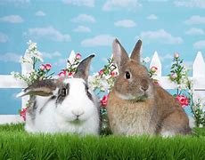 Image result for Spring Bunny JPEGs