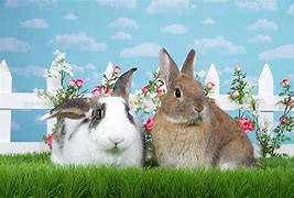 Image result for Spring Bunnies Cover