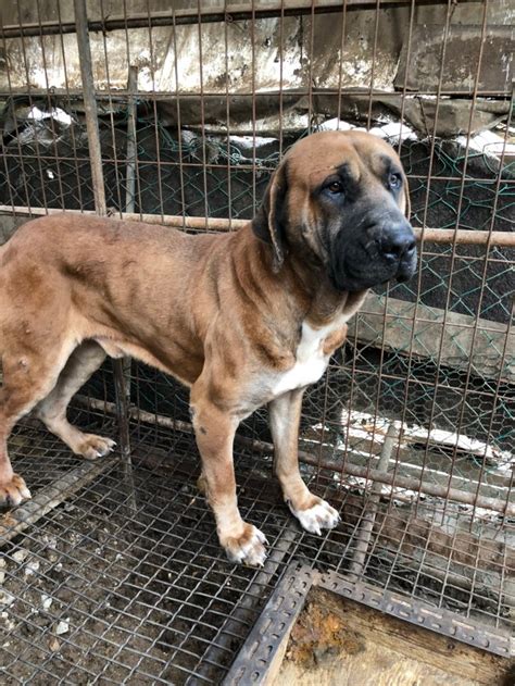 Image result for Dogs Getting Slaughtered