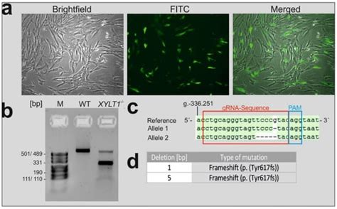 IJMS | Special Issue : The Role of Extracellular Matrix in Human Health ...
