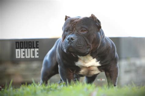 Image result for Bully Silentpatch Install